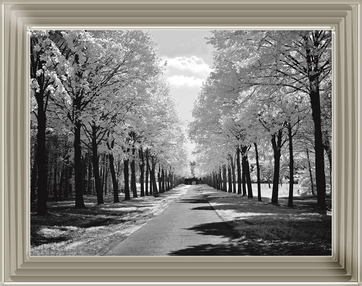 Trees in Winter Driveway Monochrome