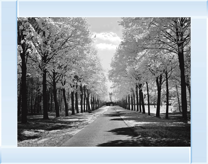 Trees in Winter Driveway Monochrome