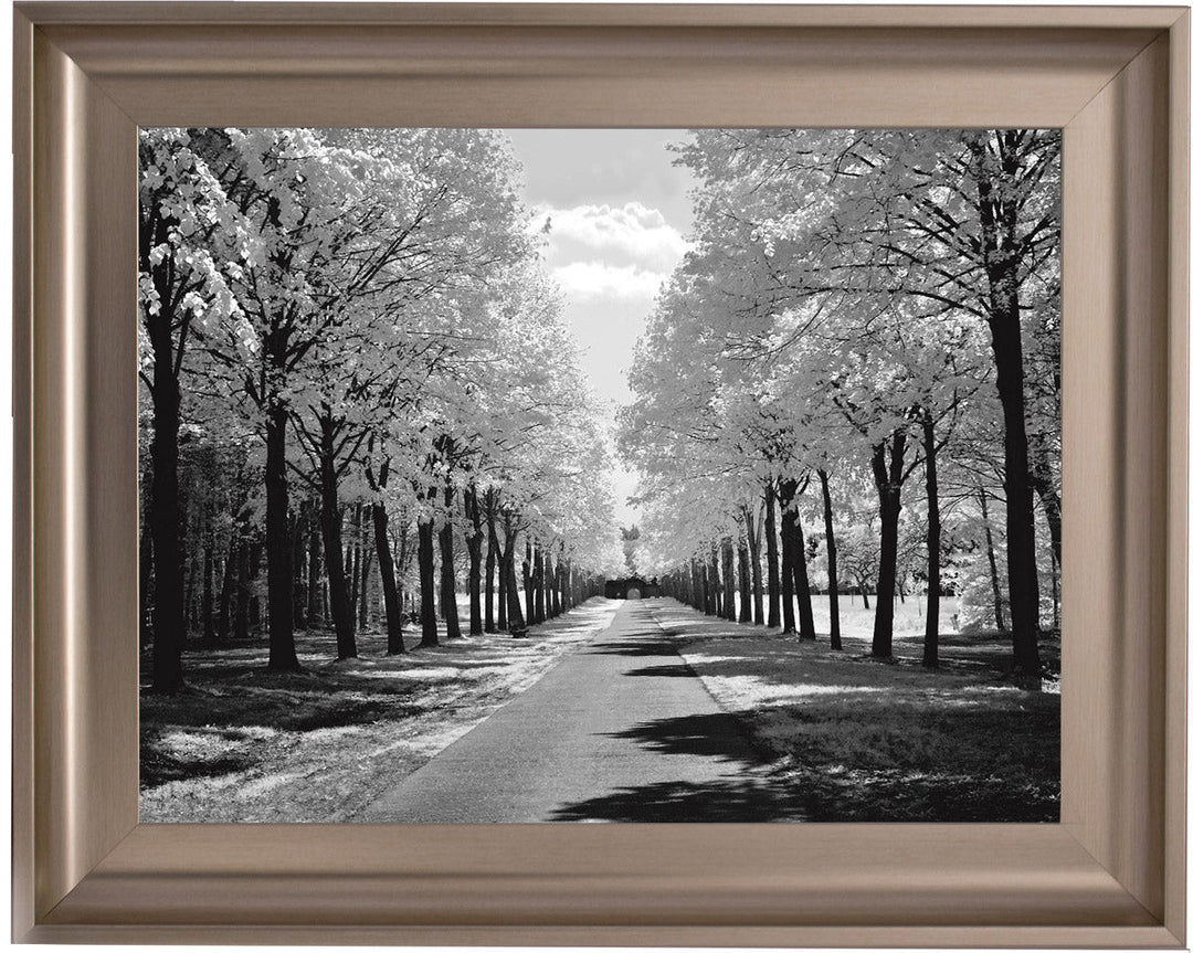 Trees in Winter Driveway Monochrome