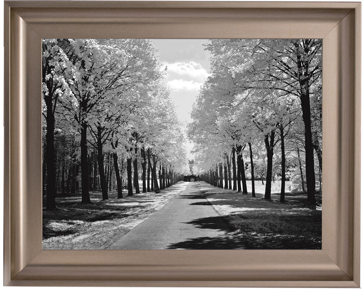Trees in Winter Driveway Monochrome