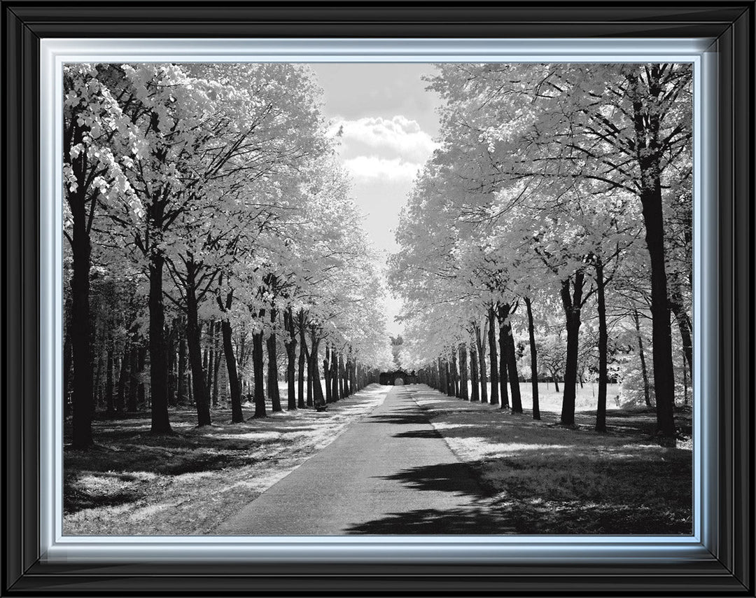 Trees in Winter Driveway Monochrome
