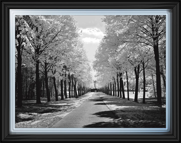 Trees in Winter Driveway Monochrome