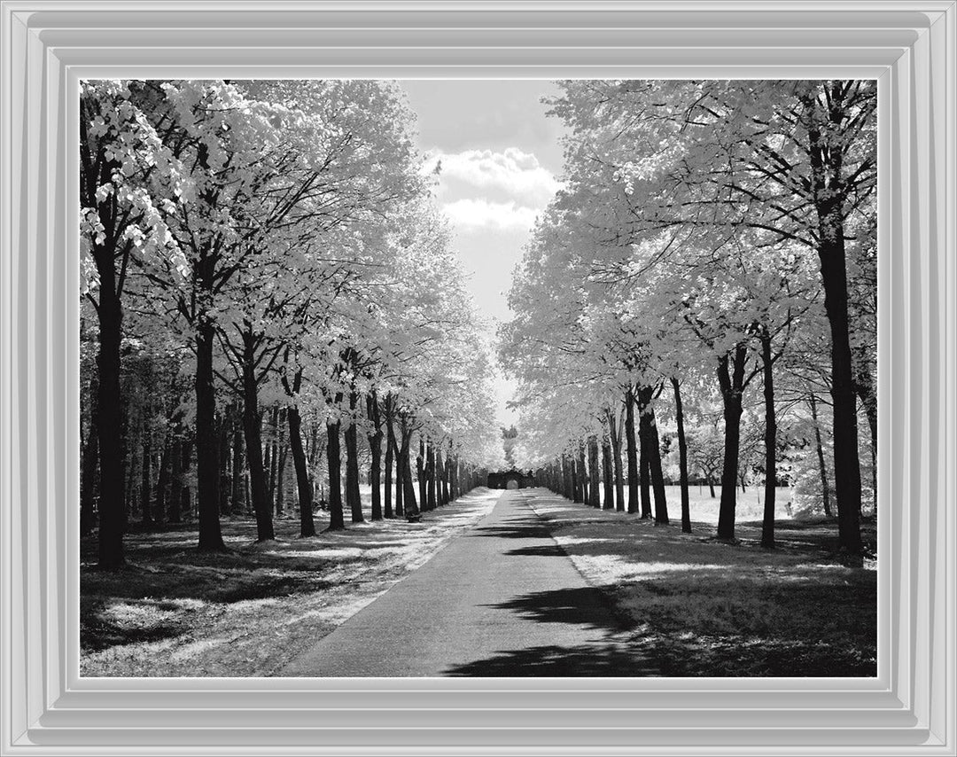 Trees in Winter Driveway Monochrome