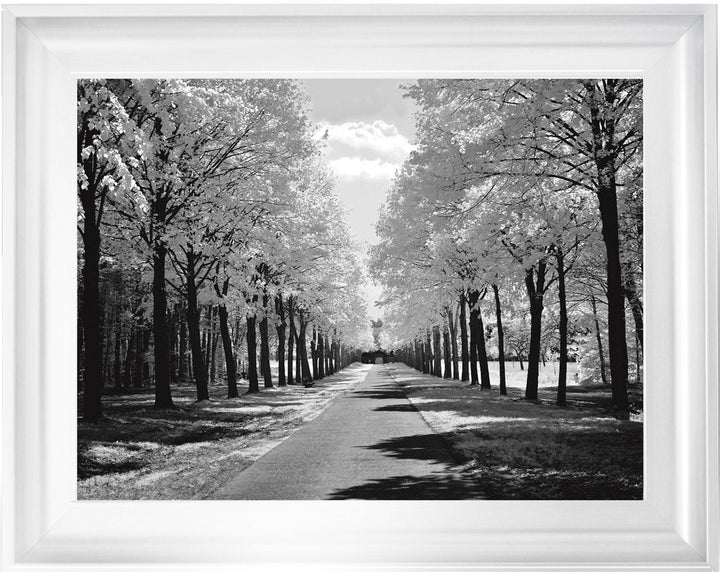 Trees in Winter Driveway Monochrome