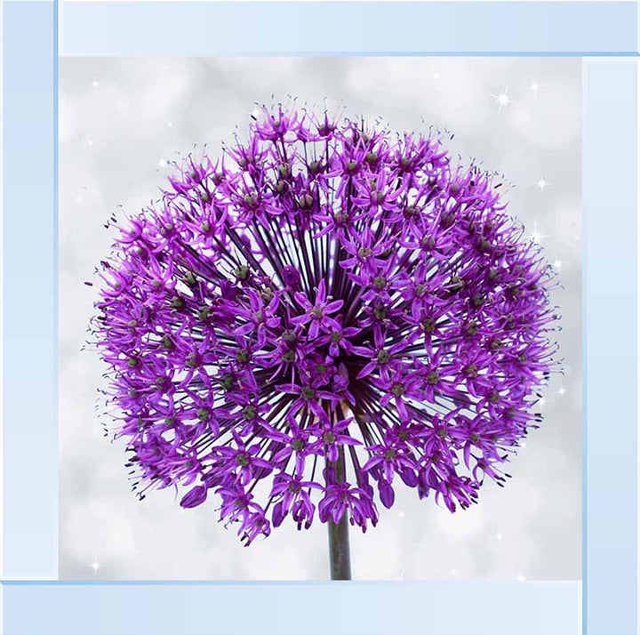 FL493 PURPLE ALLIUM