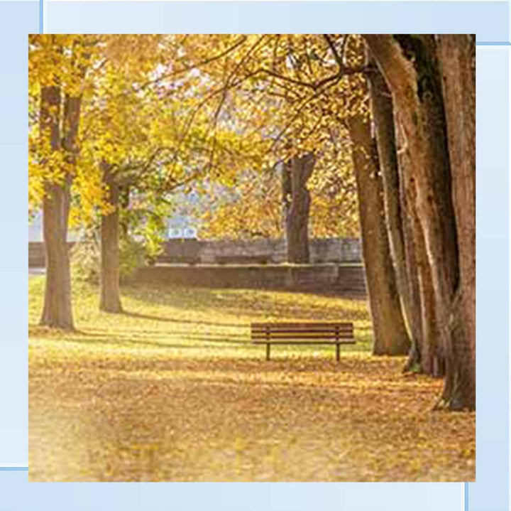 LS352 AUTUMN PARK YELLOW TREE