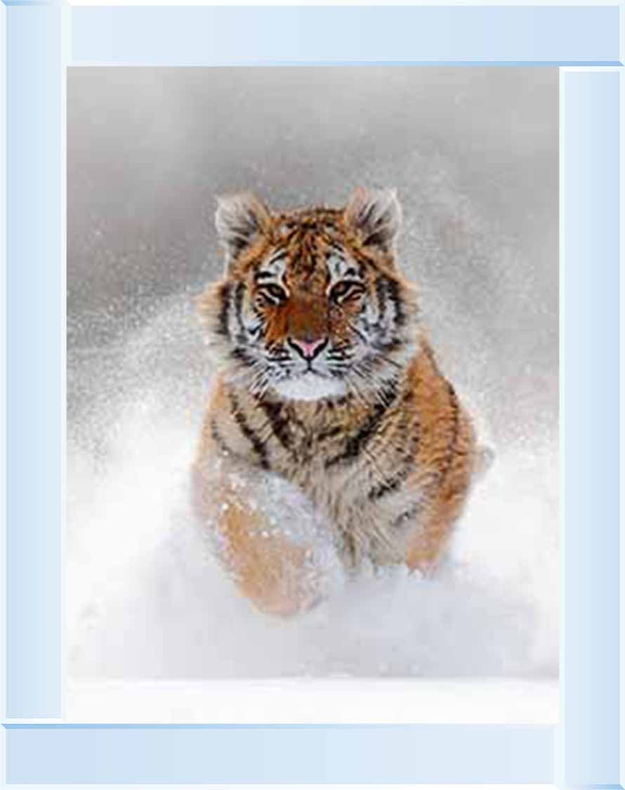 AN757 Tiger on Winter Snow