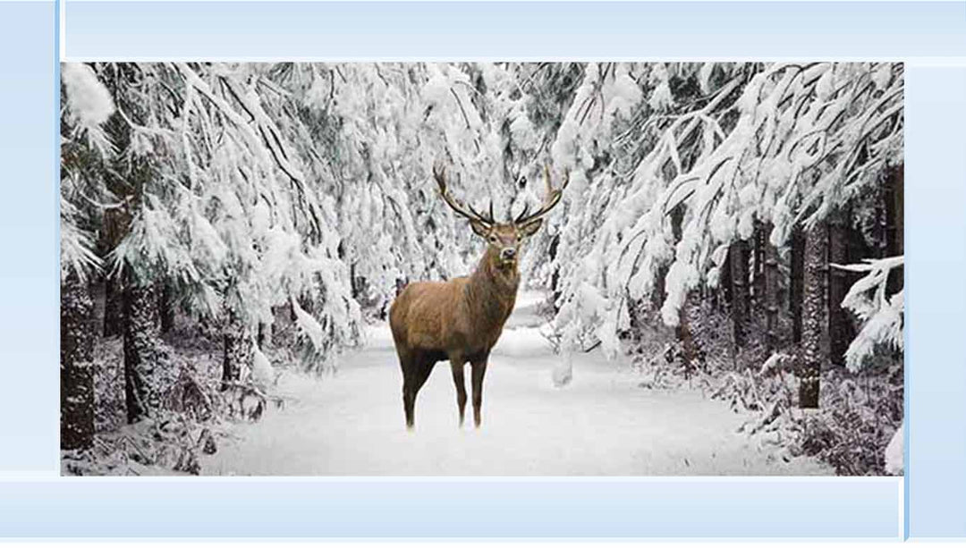 AN756 Stag in the Winter Snow