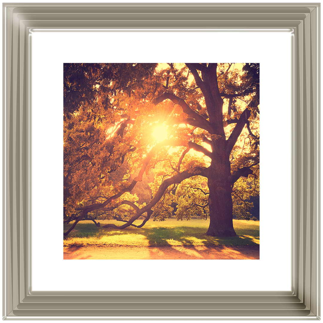 Sun shining through Autumn trees