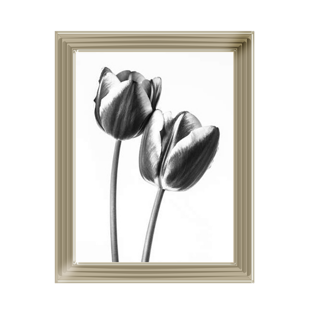 Tulips on white background