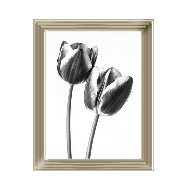Tulips on white background