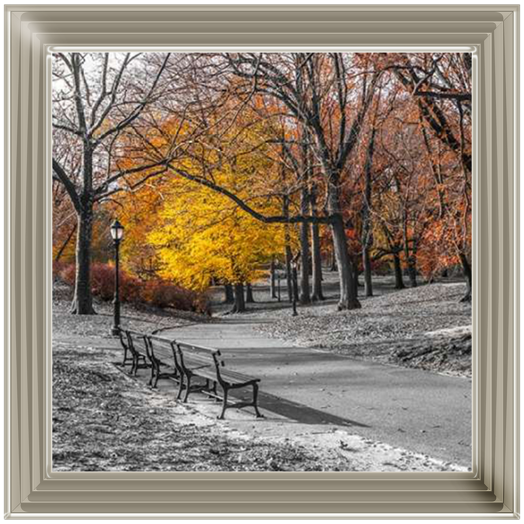 FTBR-1631 New York Yellow Trees in Central Park Assaf Frank
