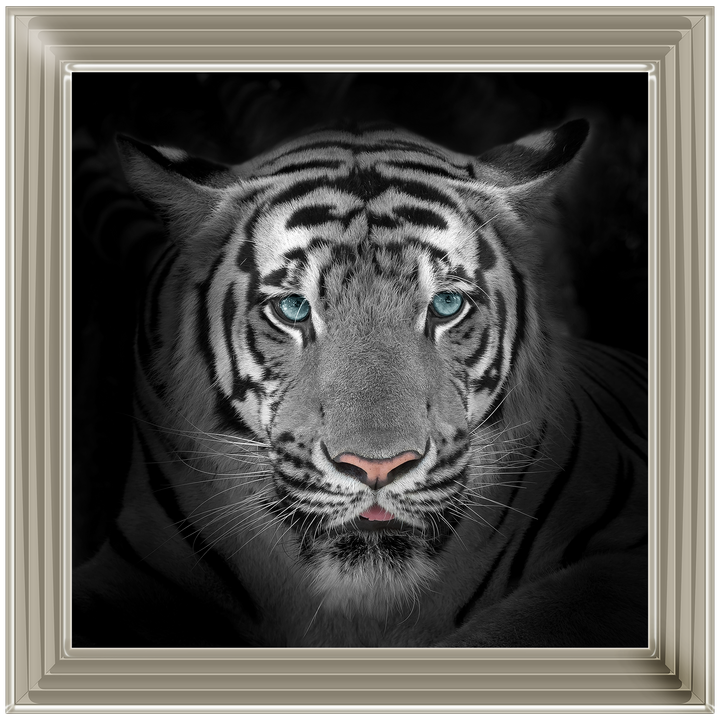 FTST167 Blue Eyes Tiger II