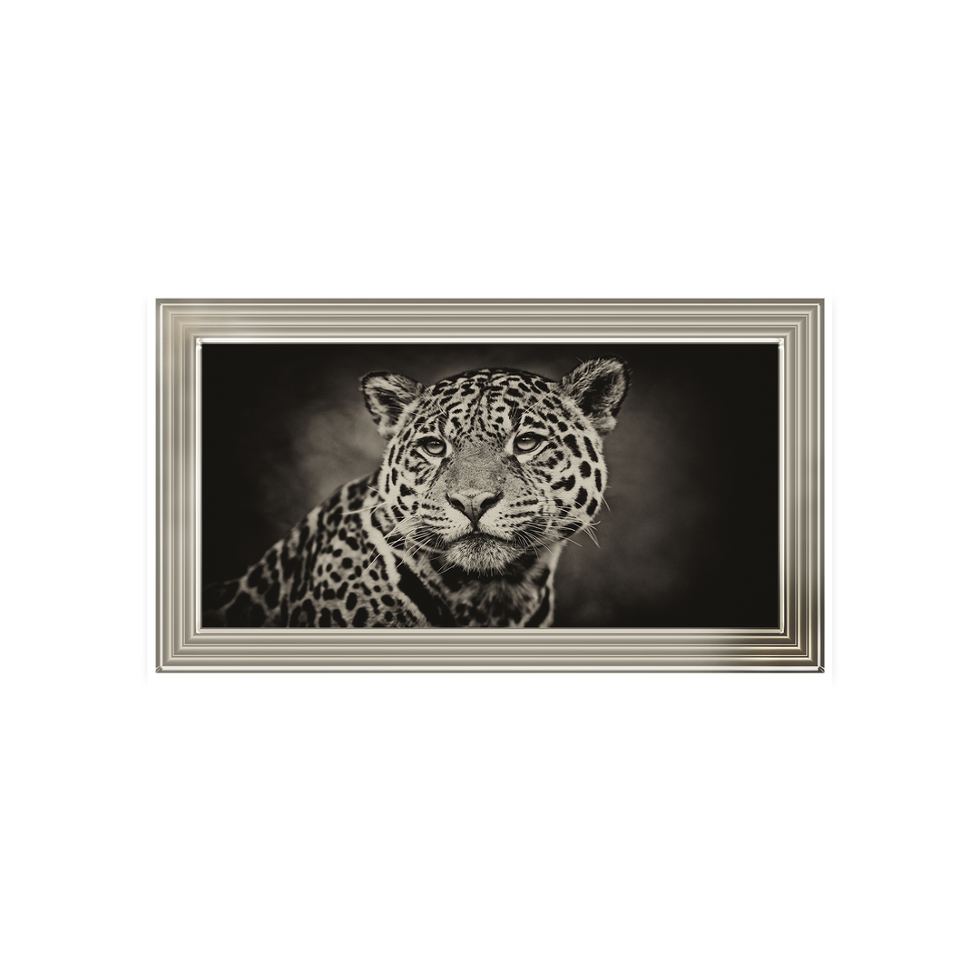Cheetah in black and white 2