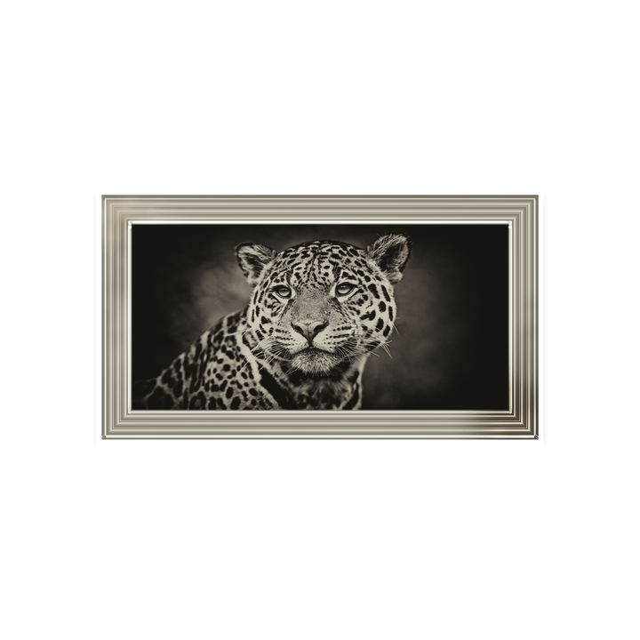 Cheetah in black and white 2