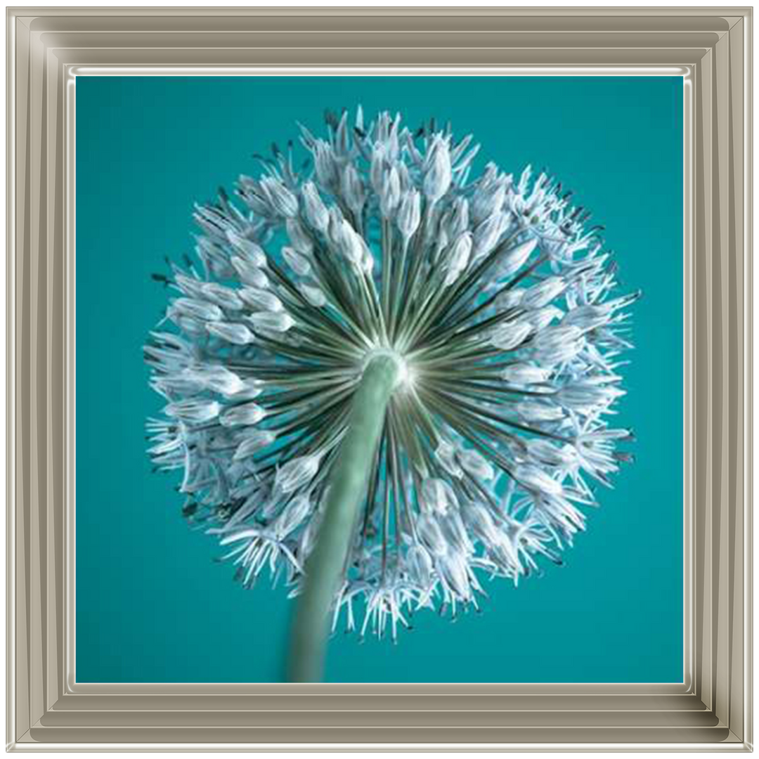FTBR1121 Alliums, Assaf Frank