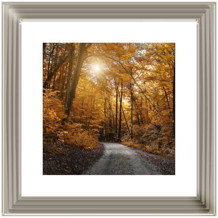 Walkway through yellow leafs