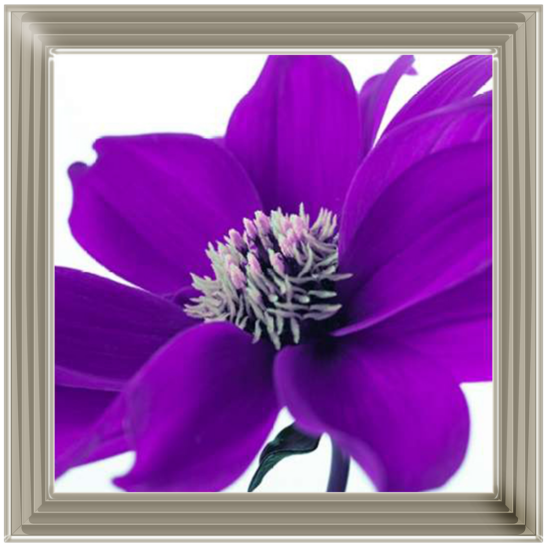 Purple Dahlia, Assaf Frank