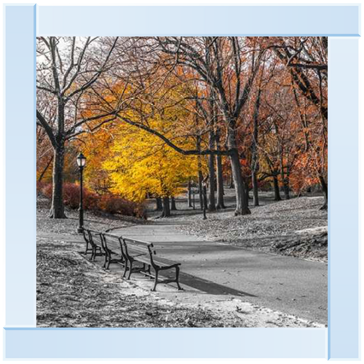 FTBR-1631 New York Yellow Trees in Central Park Assaf Frank