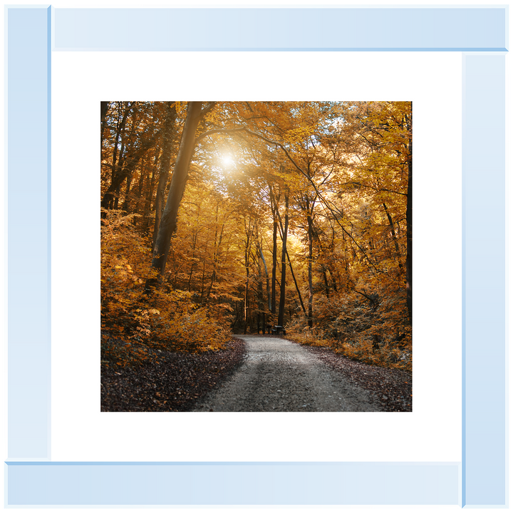 Walkway through yellow leafs
