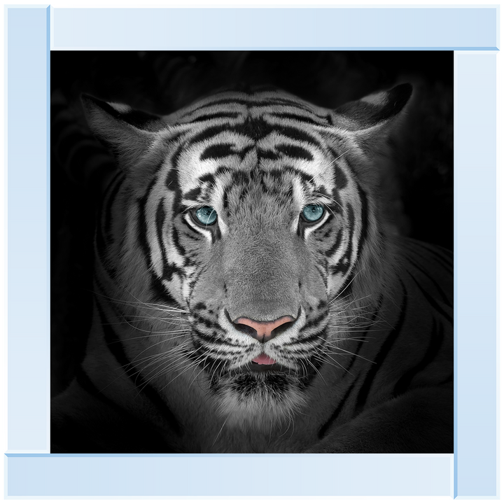 FTST167 Blue Eyes Tiger II