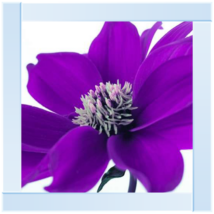 Purple Dahlia, Assaf Frank