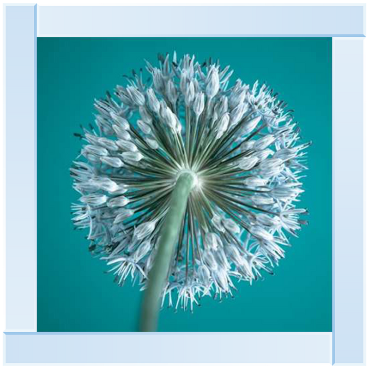 FTBR1121 Alliums, Assaf Frank