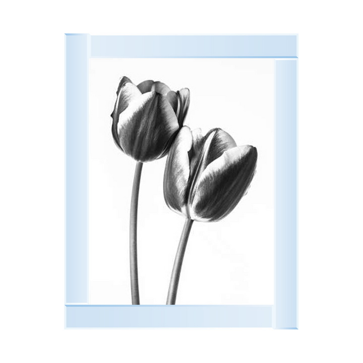 Tulips on white background
