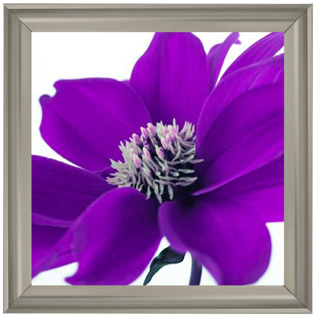 Purple Dahlia, Assaf Frank