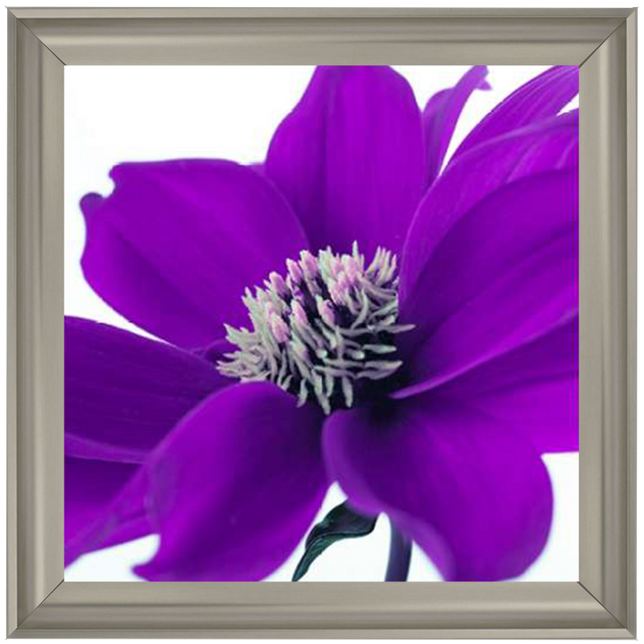 Purple Dahlia, Assaf Frank