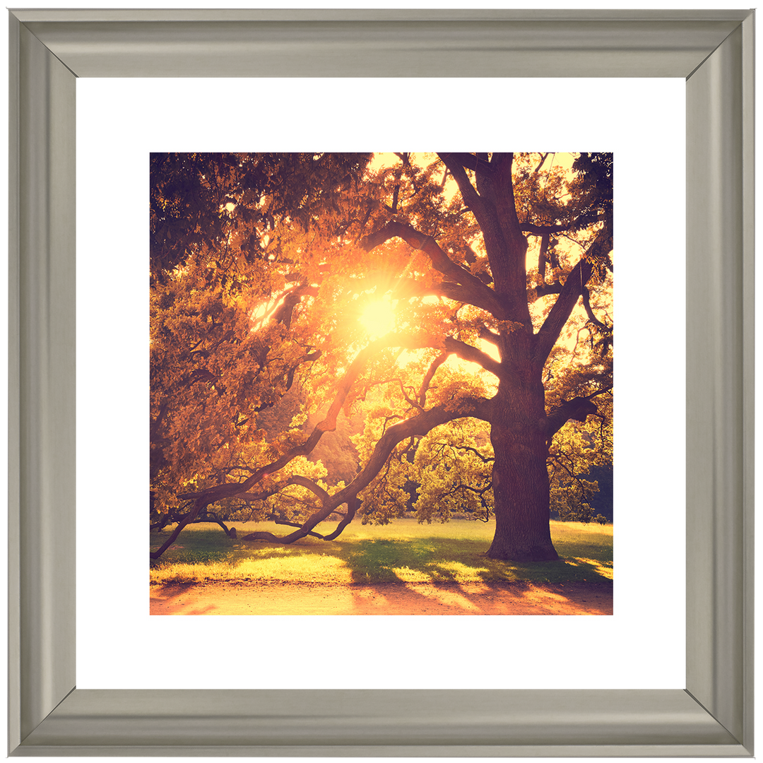 Sun shining through Autumn trees