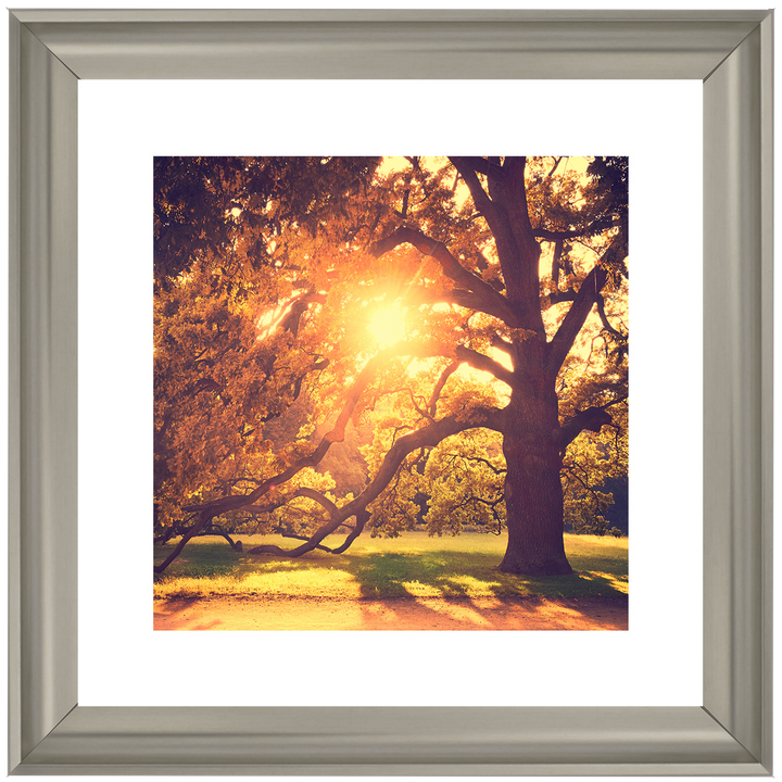 Sun shining through Autumn trees