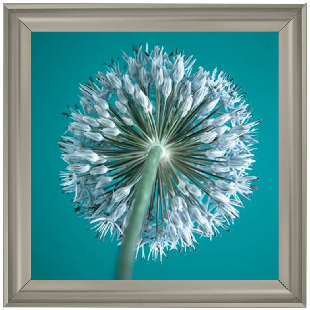 FTBR1121 Alliums, Assaf Frank