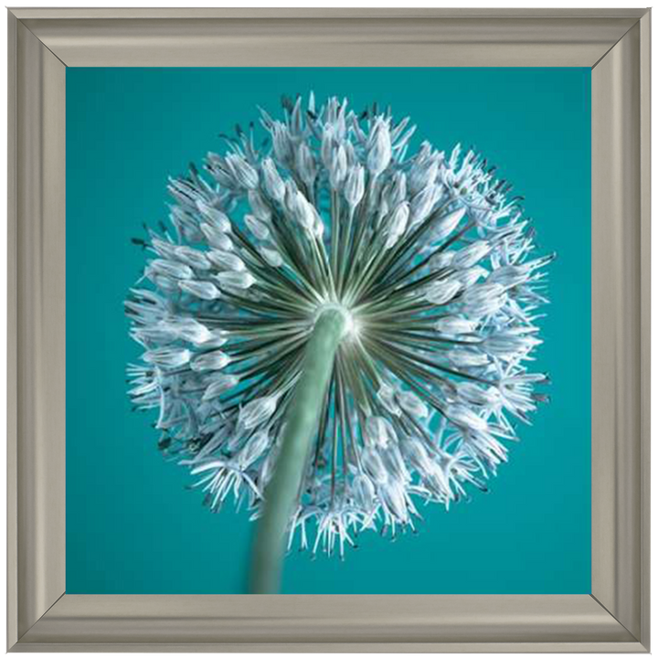 FTBR1121 Alliums, Assaf Frank