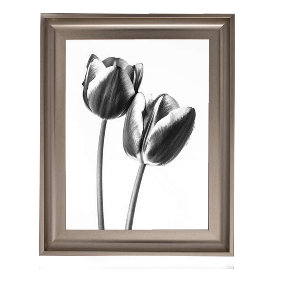 Tulips on white background