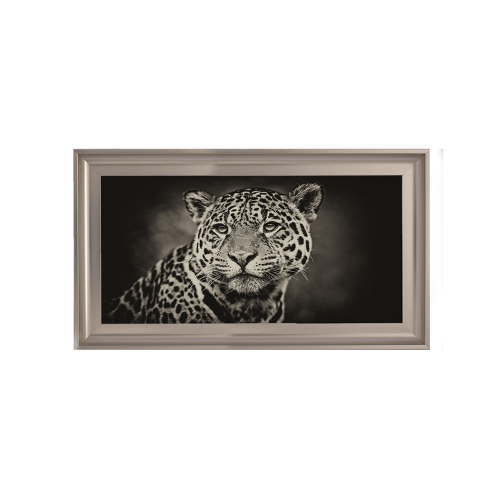 Cheetah in black and white 2