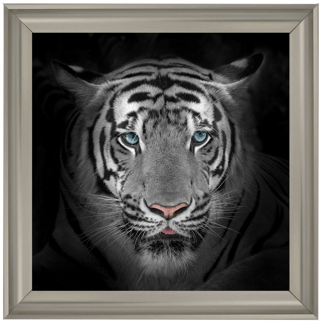 FTST167 Blue Eyes Tiger II