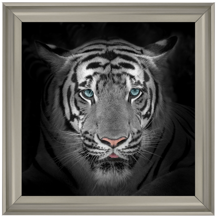 FTST167 Blue Eyes Tiger II