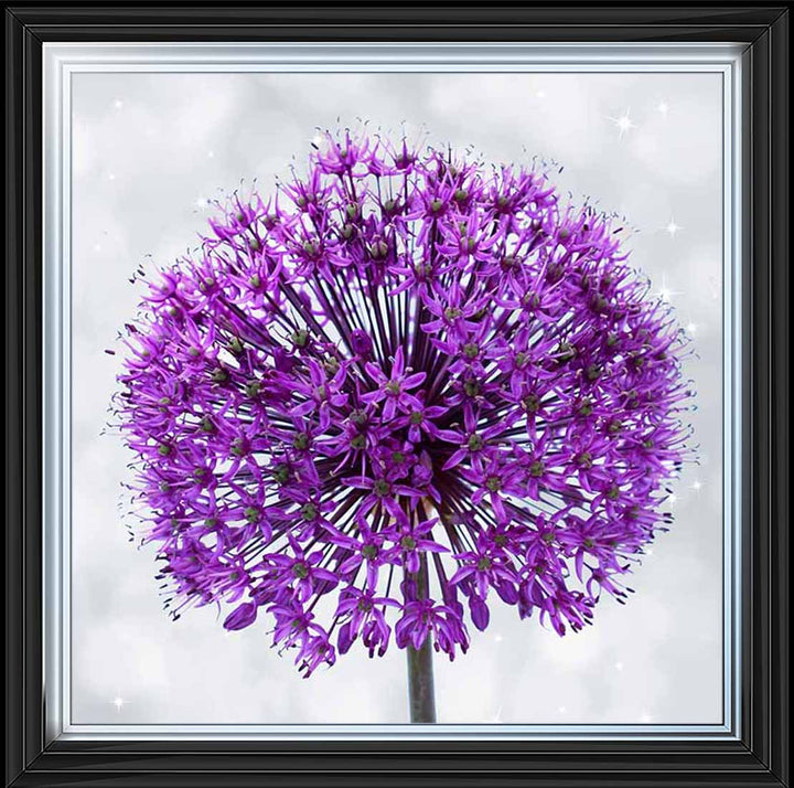 FL493 PURPLE ALLIUM