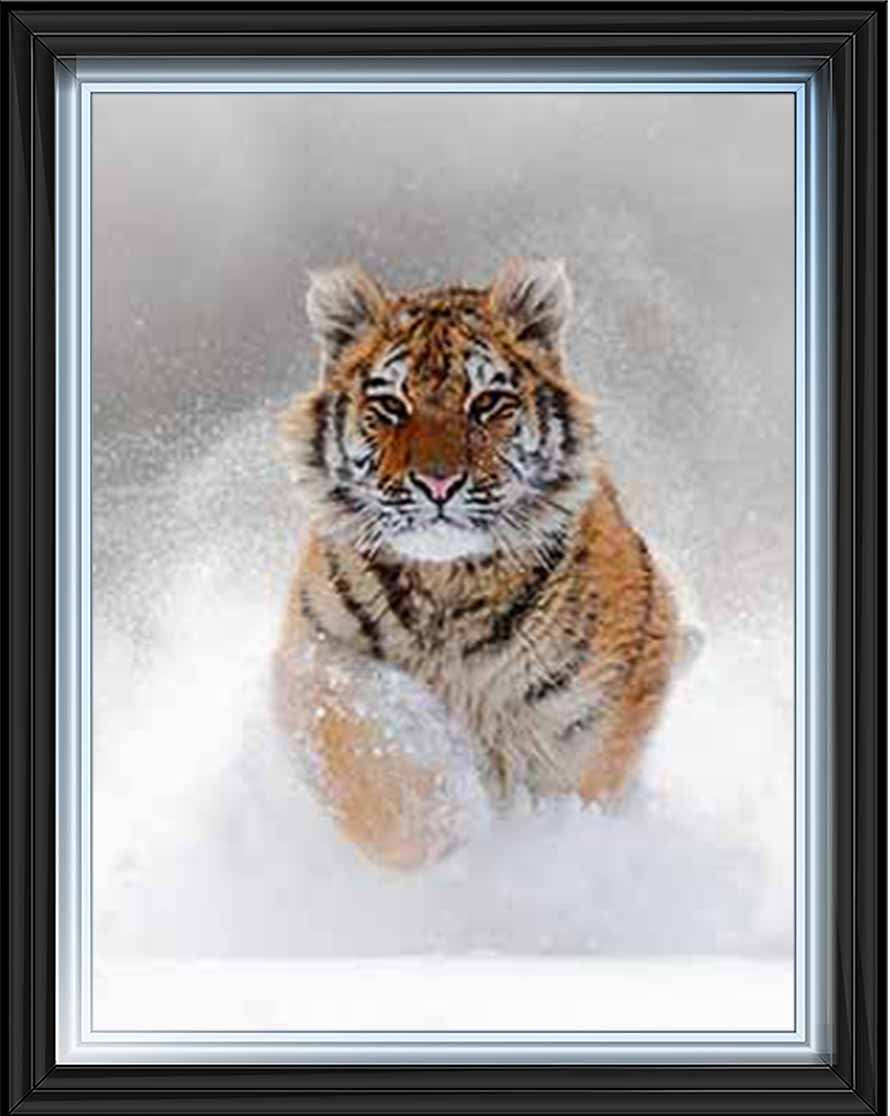 AN757 Tiger on Winter Snow