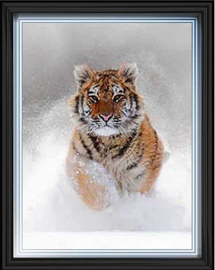 AN757 Tiger on Winter Snow