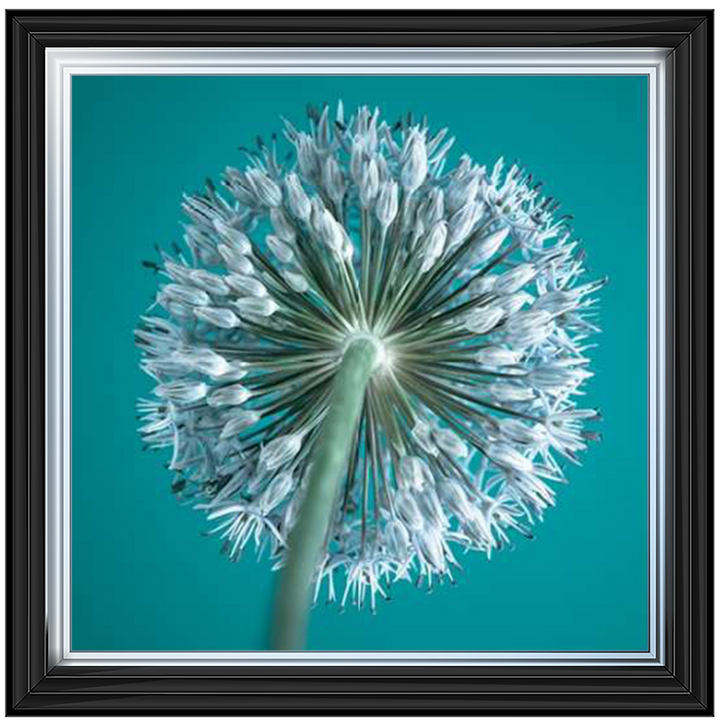 FTBR1121 Alliums, Assaf Frank