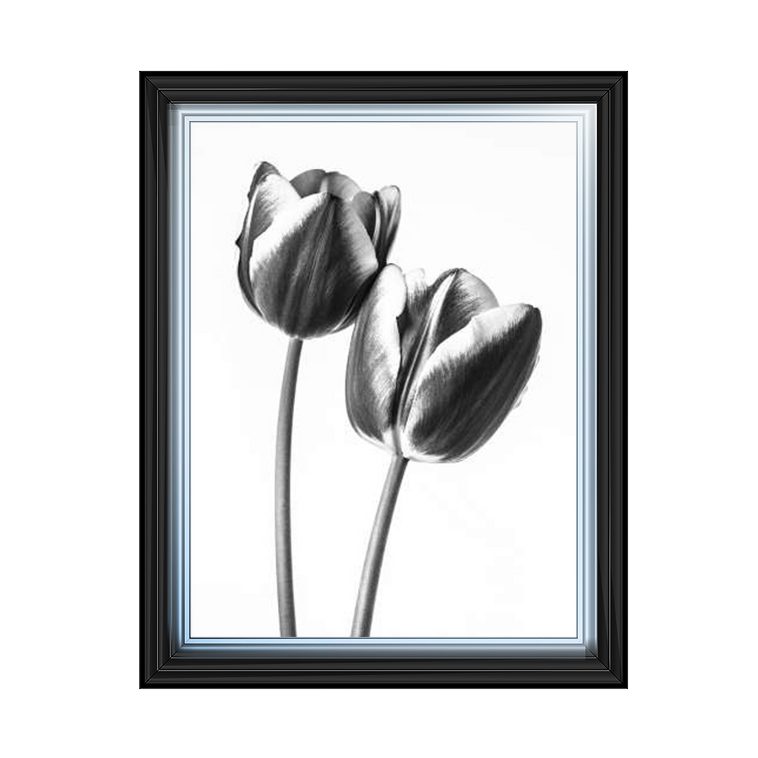 Tulips on white background