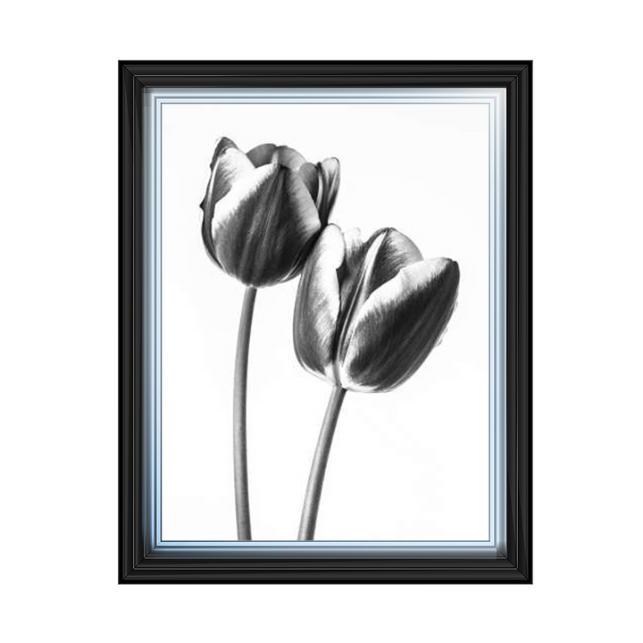 Tulips on white background