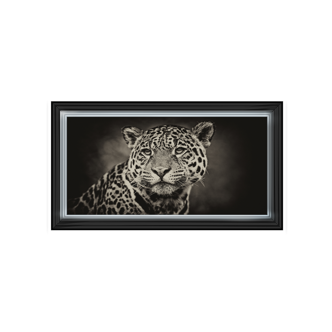 Cheetah in black and white 2
