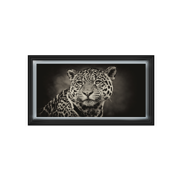 Cheetah in black and white 2