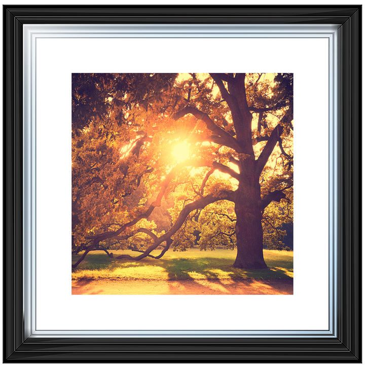 Sun shining through Autumn trees