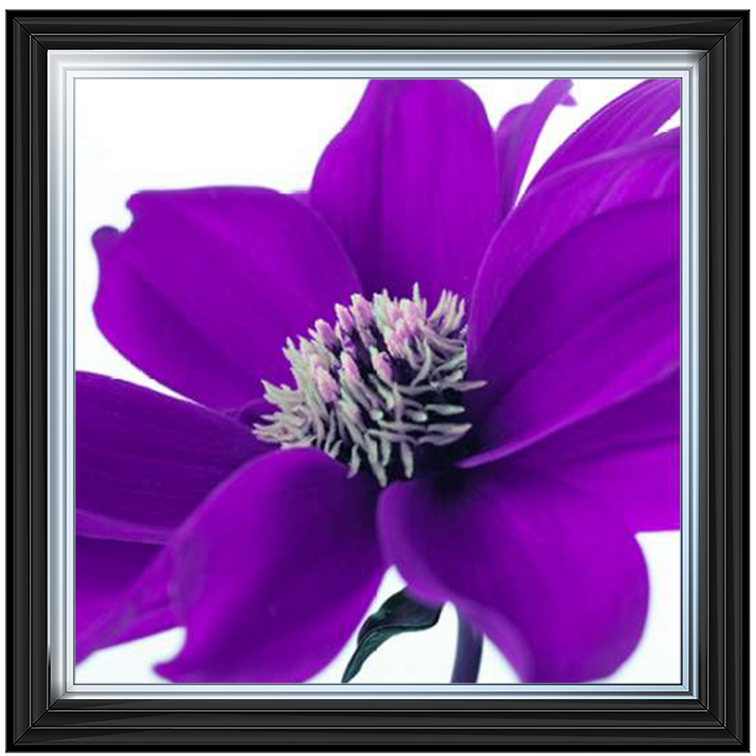 Purple Dahlia, Assaf Frank