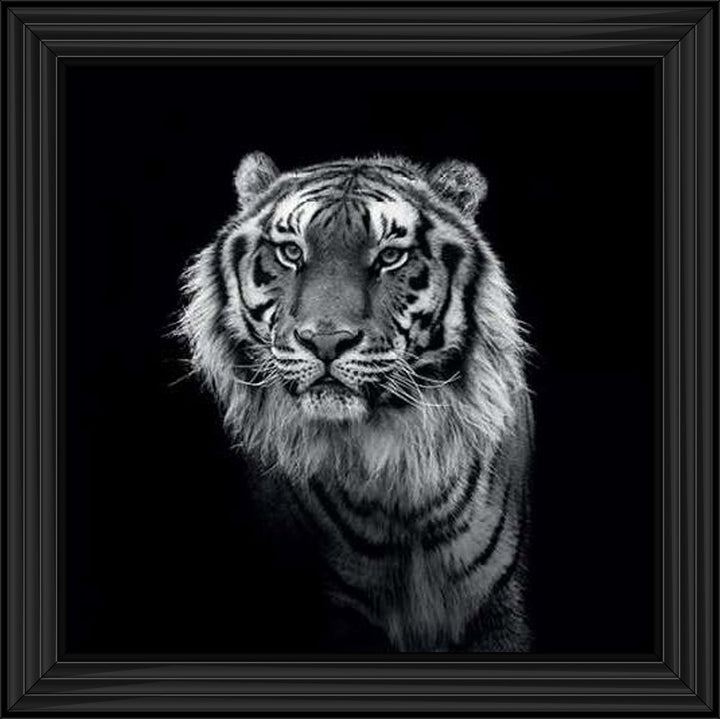 WDC98249 Tiger close up