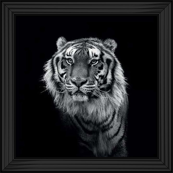 WDC98249 Tiger close up